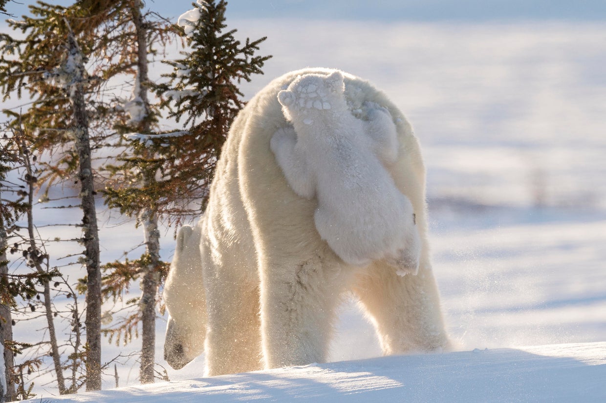 Hitching a ride 