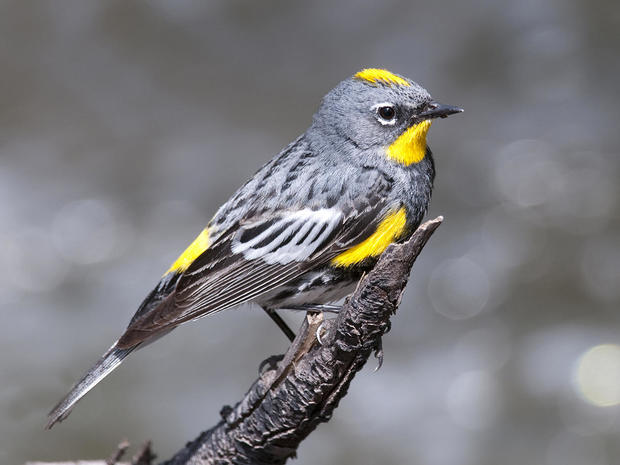 male-yellow-rumped-warbler-on-its-way-to-its-spring-breeding-grounds-verne-lehmberg-promo.jpg 