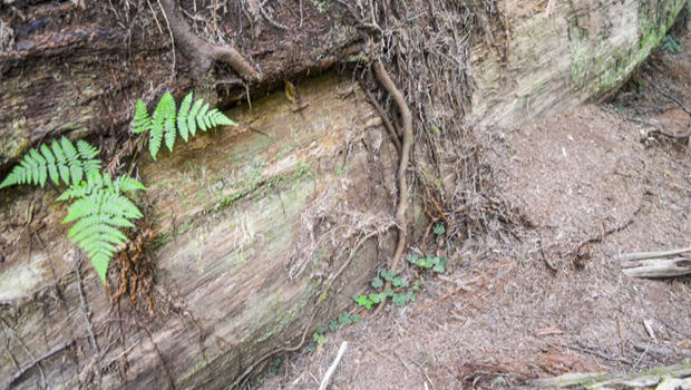 redwoods-damage-to-tree-bark-620.jpg 