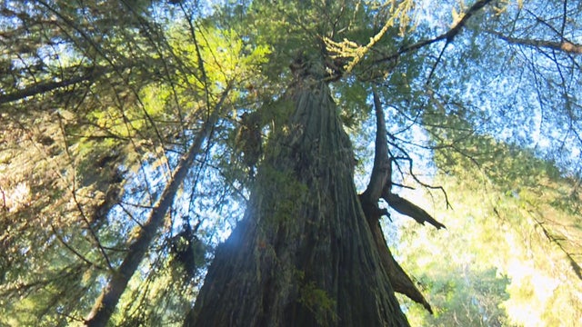 redwoods-grove-of-titans-promo.jpg 