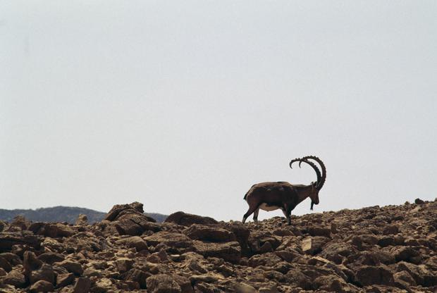 Nubian ibex 