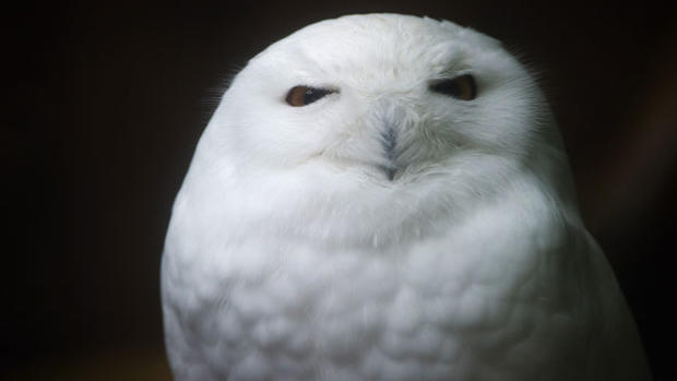 snowy-owl 