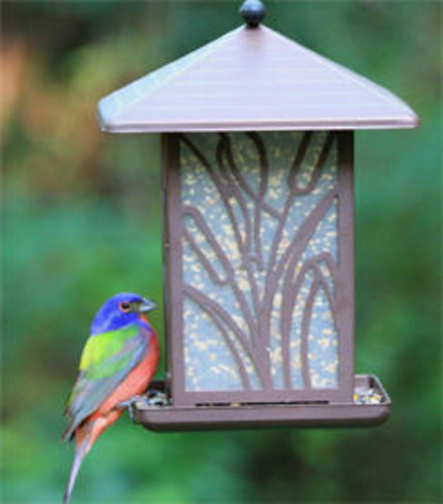 painted-bunting-at-feeder-roy-neher-244.jpg 