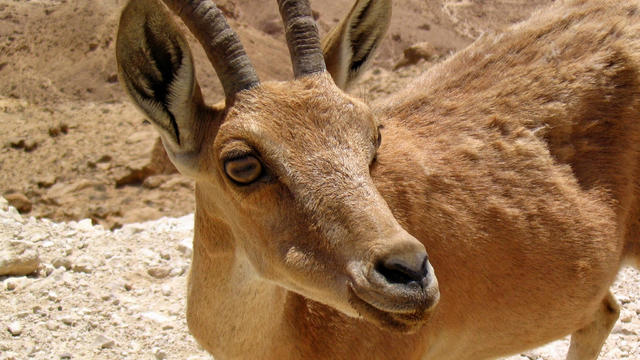 Nubian Ibex goat 