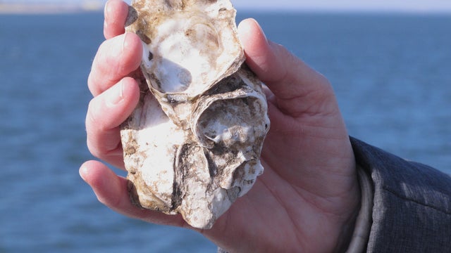 Oysters-Storm Protection 