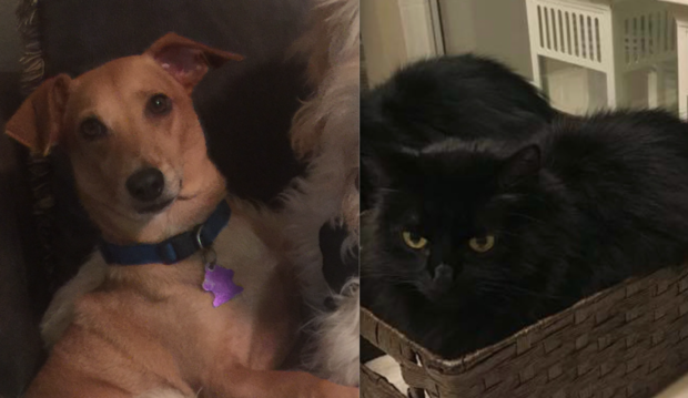 pets missing after crash in Palo Pinto County 