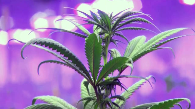 cannabis-plant_cu.jpg 