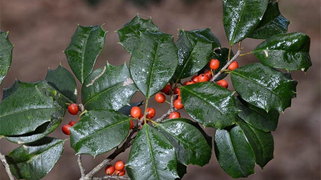 american-holly-verne-lehmberg.jpg 
