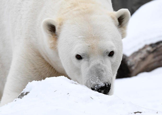Brookfield Zoo, Polar Bear 