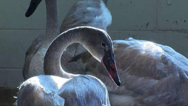 trumpeter-swans-at-the-wildlife-rehabilitation-center-of-minnesota.jpg 