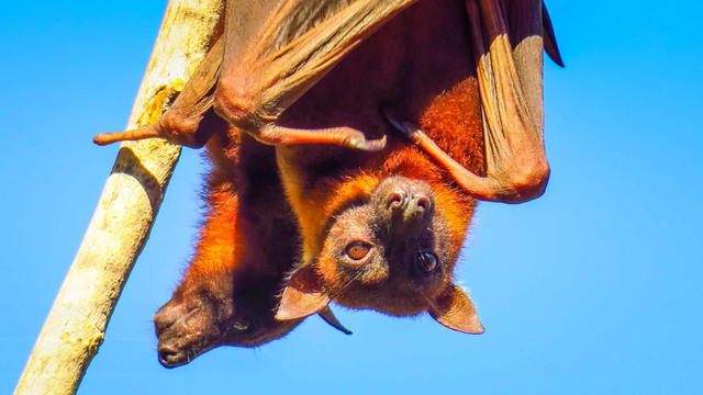 bats-1478991-640x360.jpg 