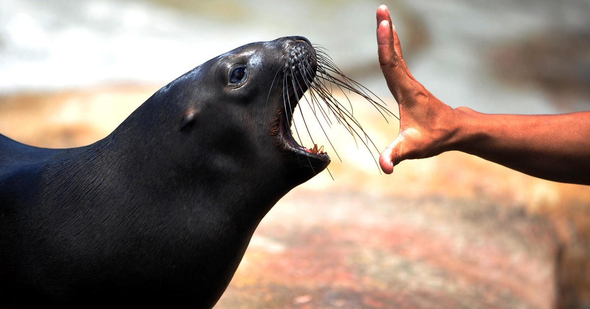 Sea lion attacks swimmer at San Francisco Aquatic Park - CBS News