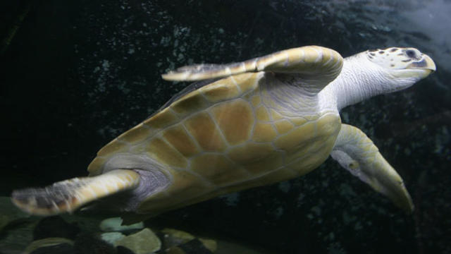 leatherback-sea-turtle.jpg 