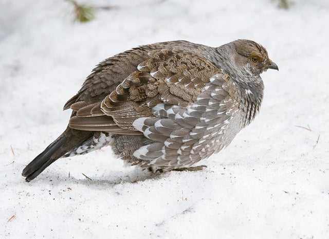 female-blue-grouse-in-the-snow-verne-lehmberg-promo.jpg 