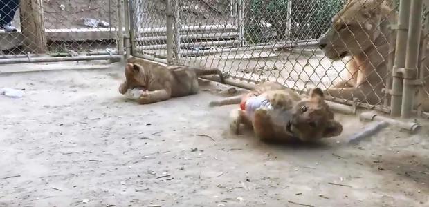 3 Lion Cubs Born Under Surprising Circumstances Debut In Sylmar 