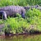 Nature: Alligators