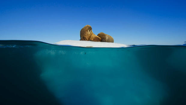 blue-planet-walrus-and-pup-on-floating-sea-ice-620.jpg 