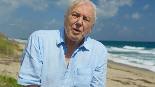 blue-planet-sir-david-attenborough-narrator-promo.jpg 