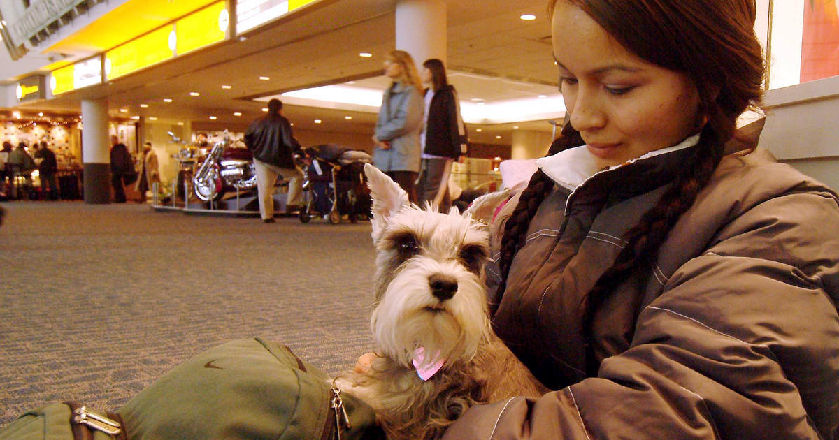 Delta Airlines Tightens Rules On Service, Emotional Support Animals - CBS  San Francisco