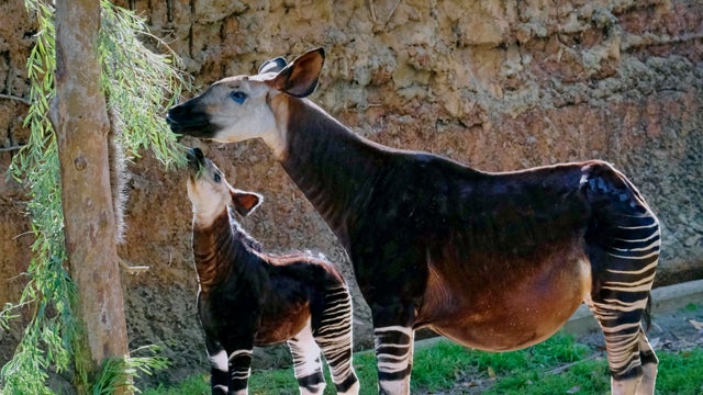 Baby Okapi 