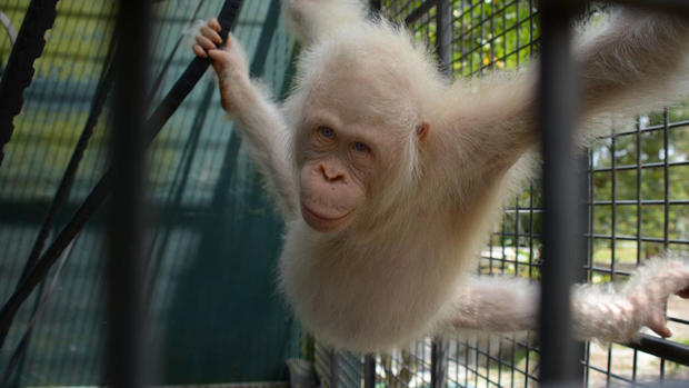 Albino Orangutan Thumb 