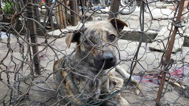 Indonesia Animal Cruelty 