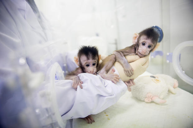 CHINA-BEIJING-CLONED MACAQUES-SUCCESS (CN) 