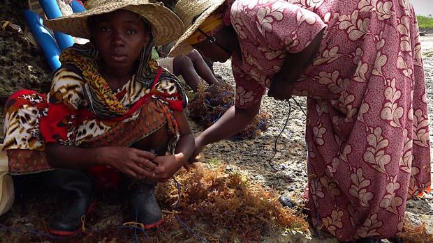 Women seaweed farmers in Zanzibar 