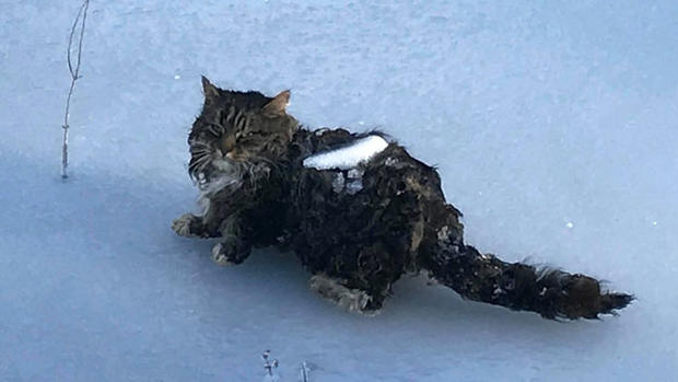 Newton-NH-cat-frozen-in-ice 