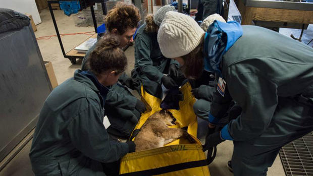 Rescued mountain lion cared for at UC Davis 