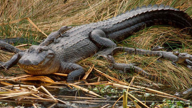 alligator-lying-in-wait-620.jpg 