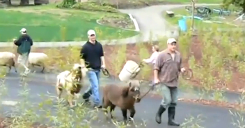 Dogs kill miniature horses, donkey in attacks at San Jose children’s ...