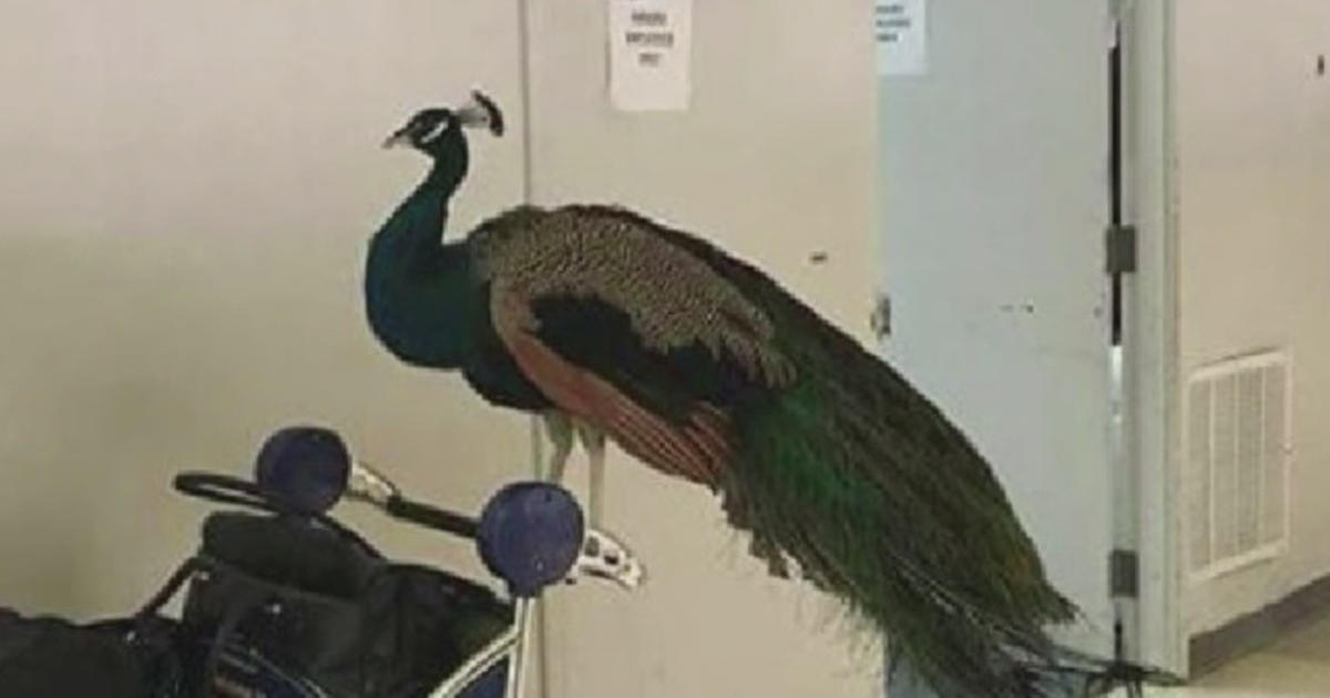 Emotional Support Peacock Not Allowed On Flight Cbs Sacramento 1784