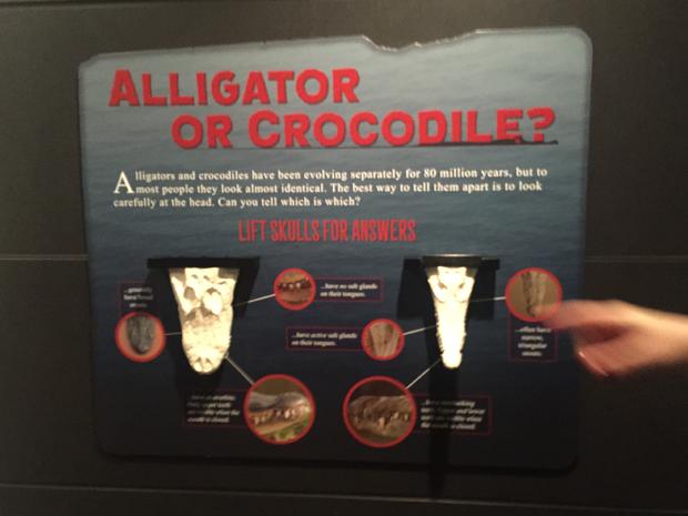 alligator crocodile 