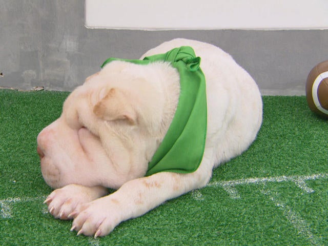 Mr breakfast best sale puppy bowl