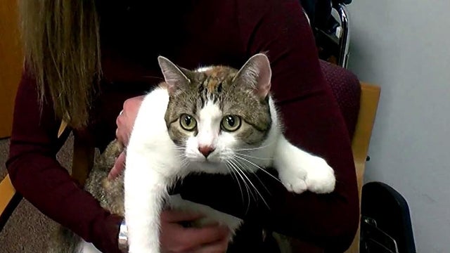 180207-cbsminnesota-28-toes-cat.jpg 