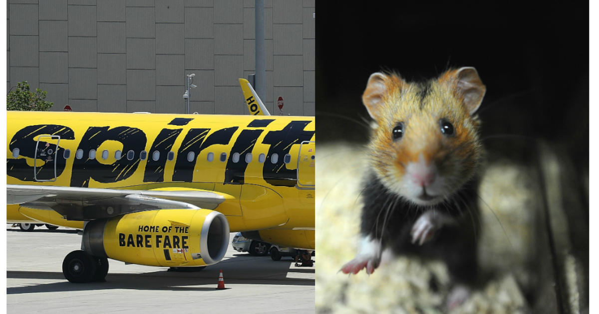 Florida woman says airline told her to flush pet hamster down the toilet -  National