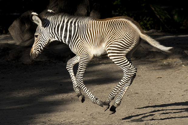 Baby Zebras 
