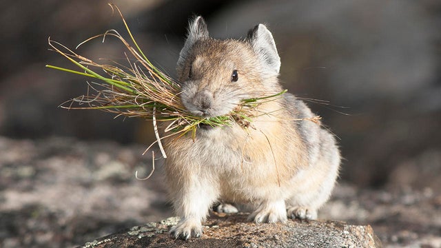 pika-with-grass-in-mouth-verne-lehmberg-promo.jpg 