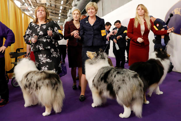 Handlers wait to enter the competition ring during Day One of competition at the Westminster Kennel Club 142nd Annual Dog Show in New York 