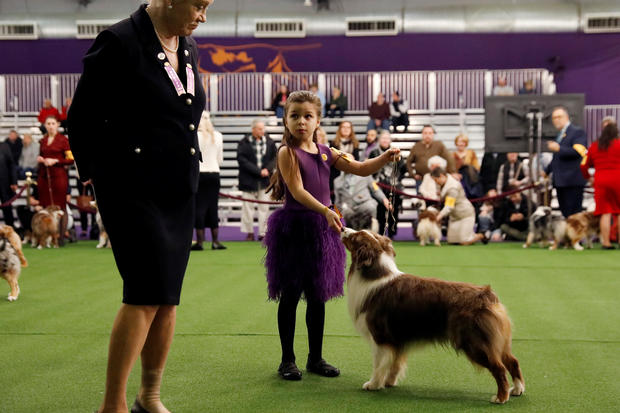 Handler Addison Lancaster has her Miniature American Shepherd Pyro judged during Day One of competition at the Westminster Kennel Club 142nd Annual Dog Show in New York 