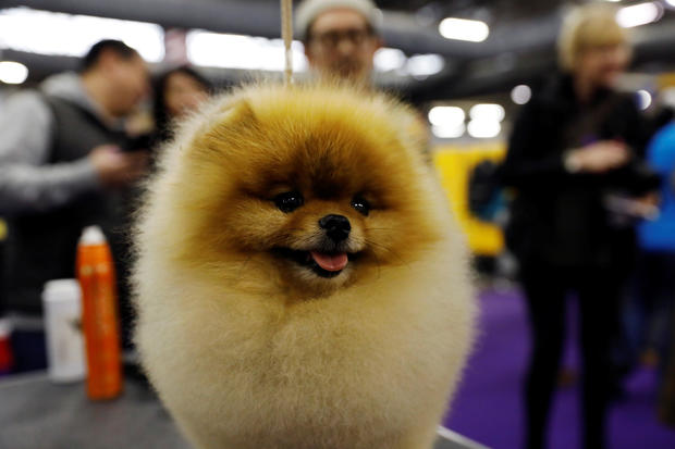 Henry, a Pomeranian breed, is groomed in the benching area on Day One of competition at the Westminster Kennel Club 142nd Annual Dog Show in New York 