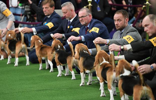 US-ANIMAL-WESTMINSTER-DOGSHOW 