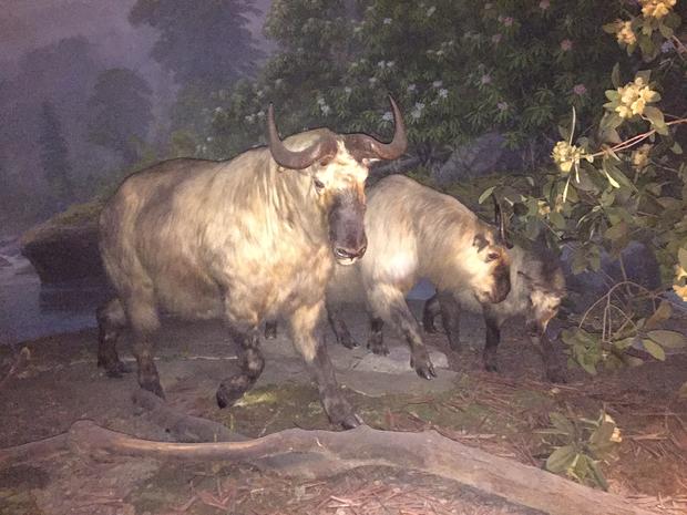 Water Buffalo diorama at the Academy of Natural Sciences of Drexel University 
