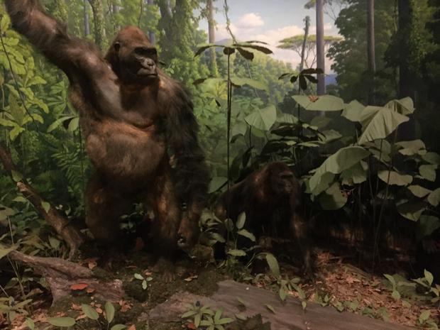 Gorilla diorama at the Academy of Natural Sciences of Drexel University 