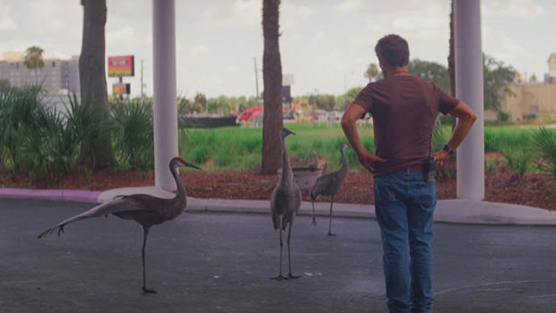 the-florida-project-willem-dafoe-and-birds-620.jpg 