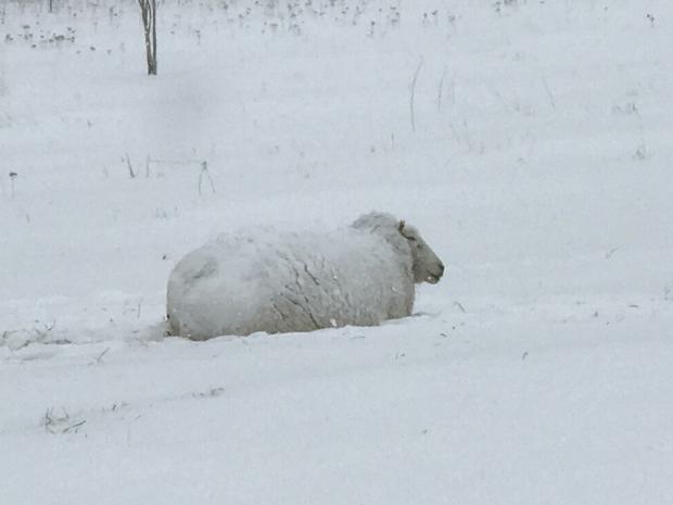 just-west-of-hinckley-sheep-covered-in-snow-kathy.jpg 
