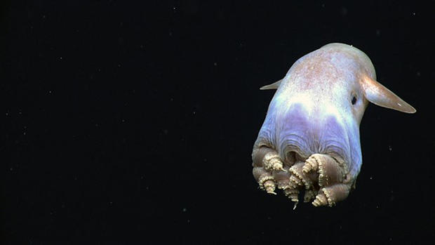 dumbo octopus noaa 