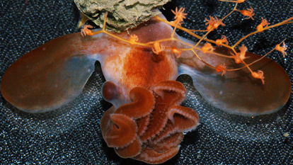 octopus.png 