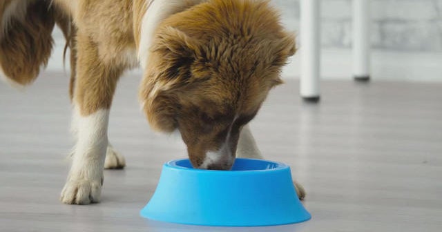 Dog food products recalled over possible lethal drug - CBS News